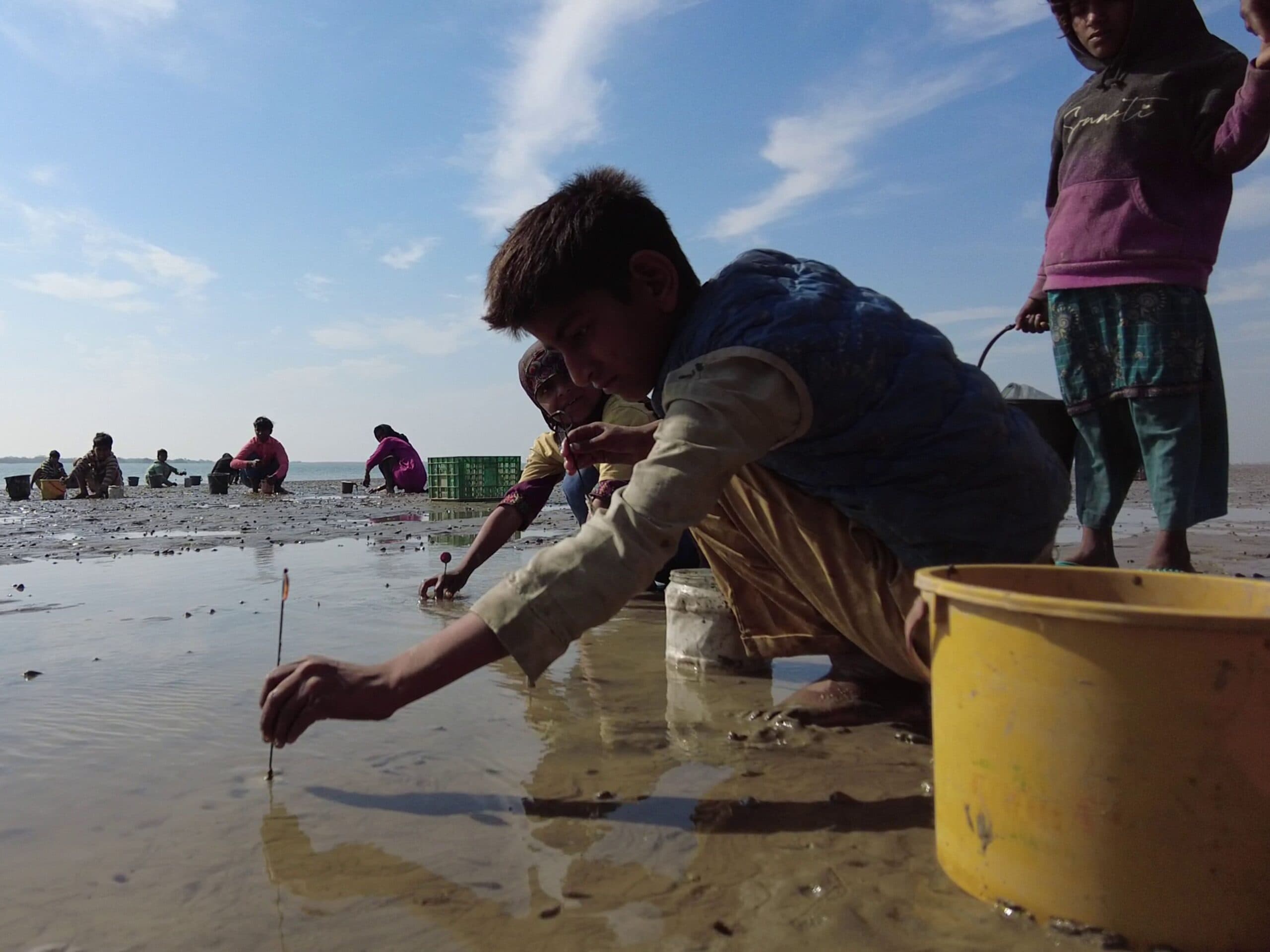 In the Indus Delta, Tides Reveal Precious Razor Clams and a Cycle of Ecological Poverty